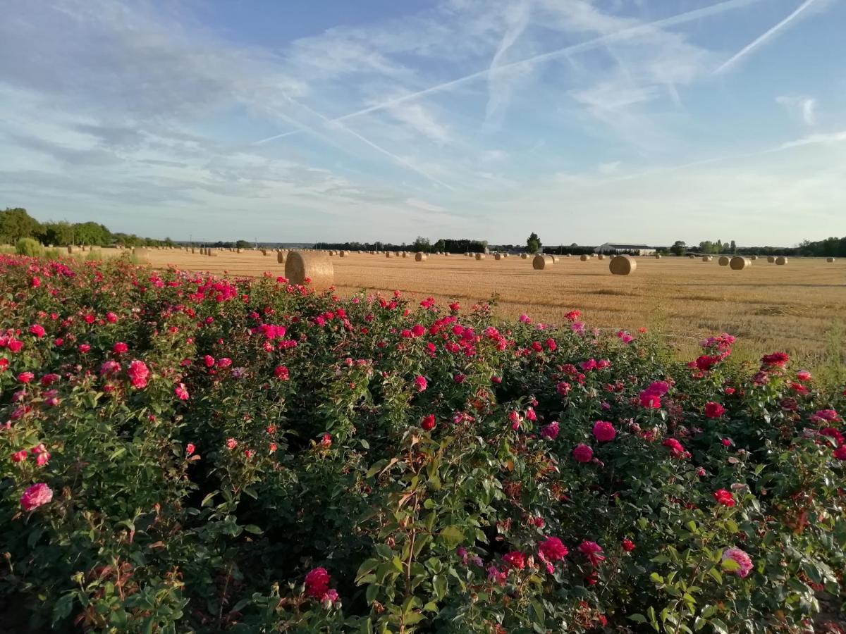 La Planche Princee, Chambres D'Hotes Ecolo Et Potager Bio, Sauna Les Rosiers Zewnętrze zdjęcie